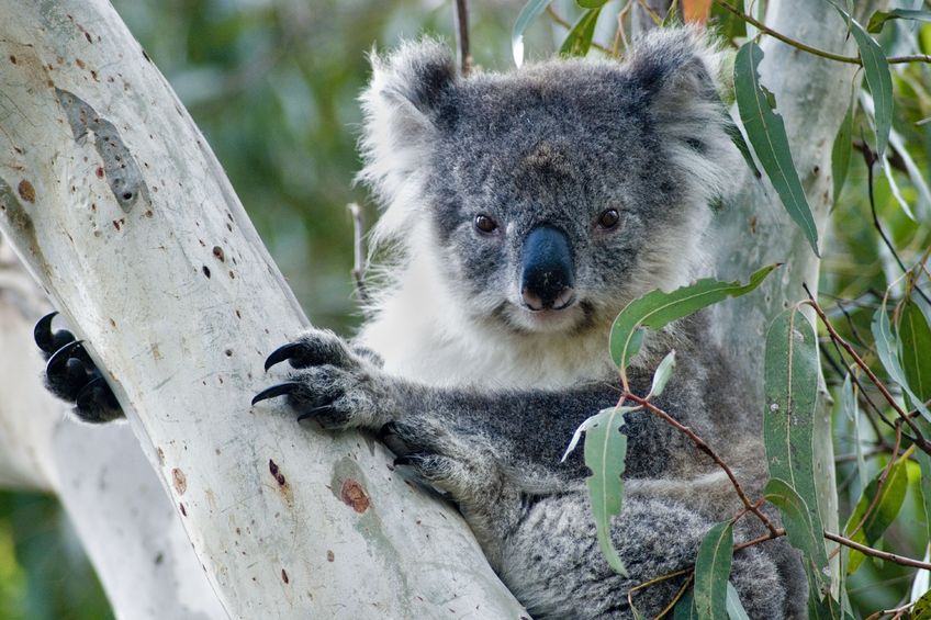 Australia nature
